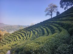 -十八棵（老龙井）御茶园(老龙井店)