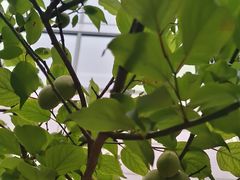 -苏宁易购(上海沪太路二店)