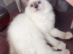-momokira米努特·德文卷毛猫·棉花面纱犬