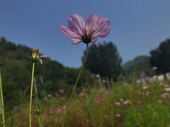 -紫海香堤香草艺术庄园