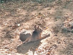 -石家庄市动物园