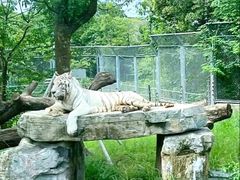 -上海野生动物园