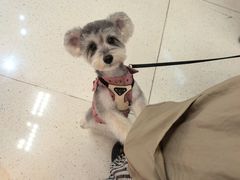 -帕帕拉兹宠物(亚洲旗舰店)