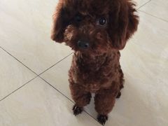 -凯瑞希宠物医院·狂犬免疫·微创·皮肤科