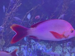 -太平洋海底世界