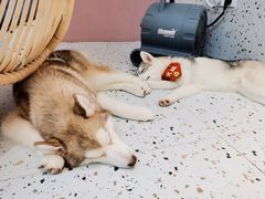 -Husky Go!哈士奇体验馆·宠物咖啡厅狗咖