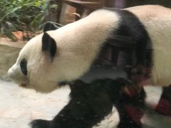 -灵玲国际马戏城
