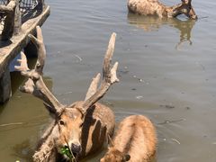 -宁波杭州湾国家湿地公园