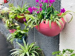 -八婆婆烧仙草(曾厝垵店)