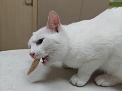 -瑞鹏宠物医院·超声·骨科·奇麟分院(蜀都万达店)