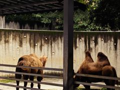 -成都动物园