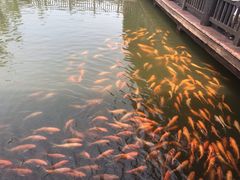 -枫香湖儿童公园