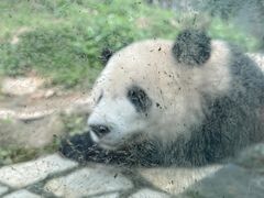 -都江堰中华大熊猫苑