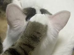 -联合动物医院(光谷诊疗中心)