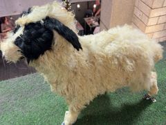 -玖芈·九米羊肉炉(水围村店)