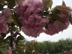 -莲湖公园
