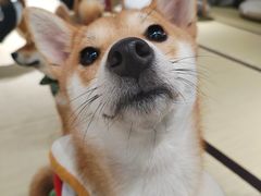 -逗柴咖啡屋·狗咖猫咖宠物桌游