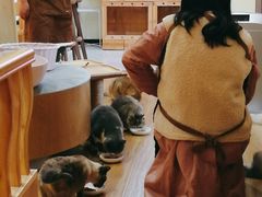 -滚猫咖啡·猫咖·猫友好撸猫(未来城店)