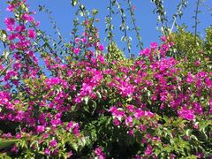 -崇圣寺三塔文化旅游区