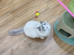 -COLOR PETS 撸猫馆·购猫·猫咖(长风大悦城店)