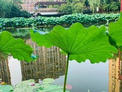-陈家山荷花公园