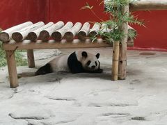 -杭州野生动物世界