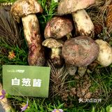 天然食材的魅力