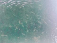 -大象营野Life营地·钓虾(坦尾店)