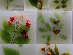 -广东中医药博物馆