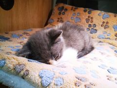 -BABIT巴比特宠物(MOMOPARK店)