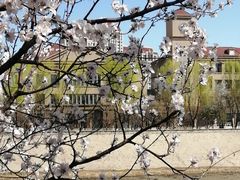 -桃花堤公园