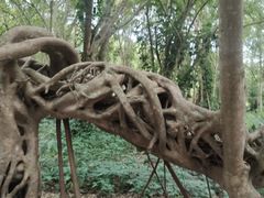 -中国科学院西双版纳热带植物园