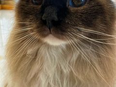 -Catmate·猫肥家润(金润铂宫店)
