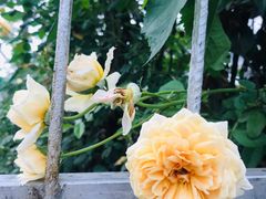 -三圣花乡旅游区