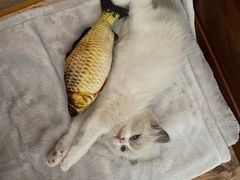 -宠福鑫康馨动物医院·骨科·眼科