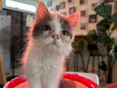-平行世界·猫咖(首经贸店)