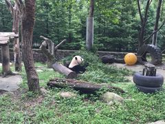 -都江堰中华大熊猫苑