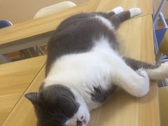 -猫音日语留学培训