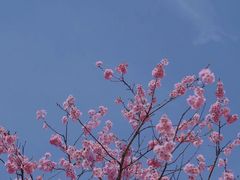 -杭州植物园