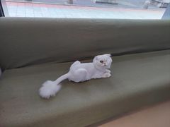 -御宝贝·A梦猫科宠物医院(国际猫友好医院)