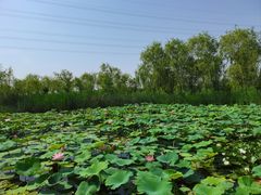 -永定河休闲森林公园