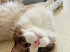 -猫大福·Fortune Cat猫舍(百子湾店)