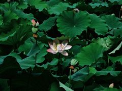 -老桂湖公园-杨升庵博物馆