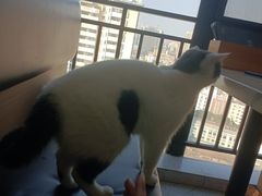 -喵园·猫主题咖啡厅·撸猫·猫咖(国贸店)