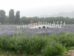 -北京东方普罗旺斯薰衣草庄园