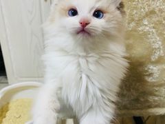 -糯米喵星人总部直营旗舰店·猫舍·幼猫出售