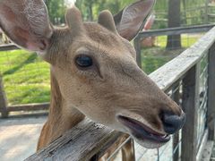 -前小桔亲子创意农场·草莓采摘·露营烧烤