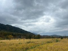 -塔川景区