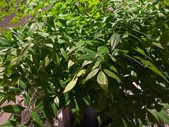 -山里亲戚(淞虹路店)