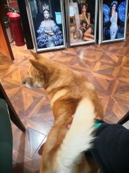 -米莱摄影写真(五大道别墅店)